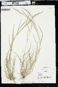 Poa sylvestris image