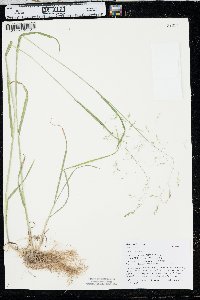 Poa sylvestris image