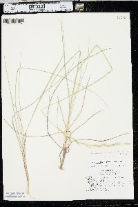 Pseudoroegneria spicata image