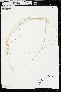 Muhlenbergia multiflora image