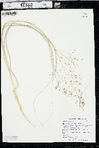 Muhlenbergia multiflora image