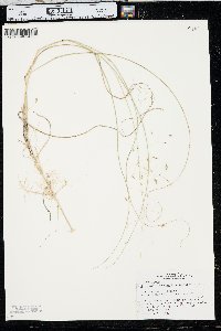 Muhlenbergia multiflora image