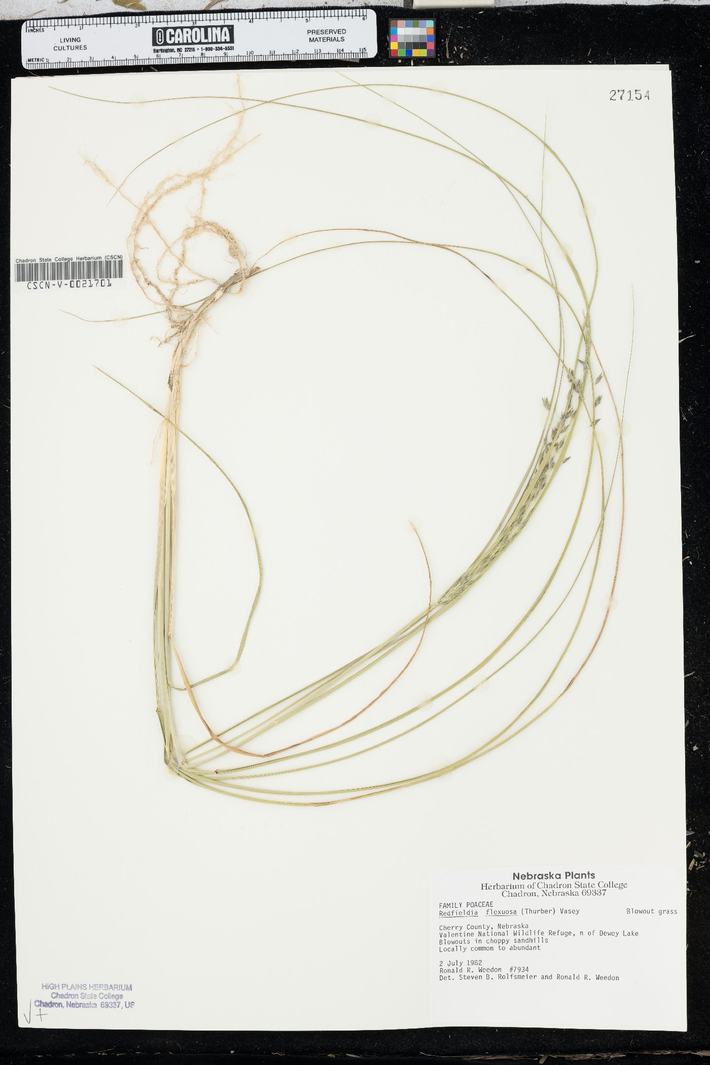 Muhlenbergia multiflora image