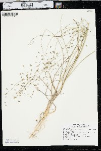 Muhlenbergia multiflora image