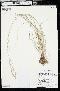 Schizachne purpurascens image