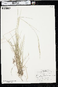 Schizachne purpurascens image