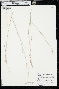 Schizachyrium scoparium var. scoparium image