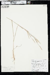 Schizachyrium scoparium var. scoparium image