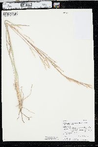 Schizachyrium scoparium var. scoparium image