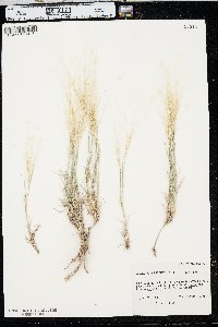 Scleropogon brevifolius image