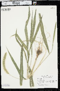 Setaria faberi image