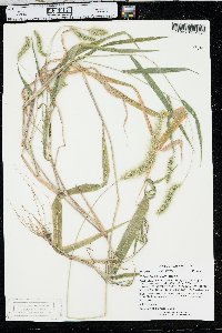 Setaria faberi image