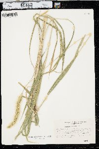 Setaria faberi image