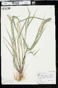 Setaria italica image