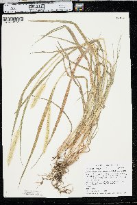 Setaria pumila subsp. pumila image