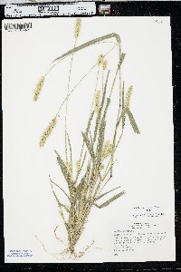 Setaria pumila image