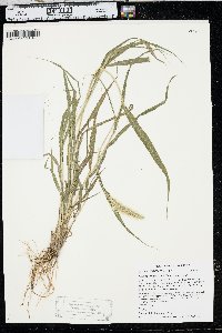 Setaria viridis var. viridis image