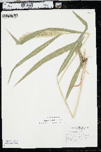 Setaria viridis var. major image