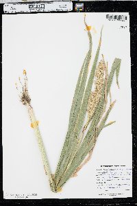 Sorghum bicolor image