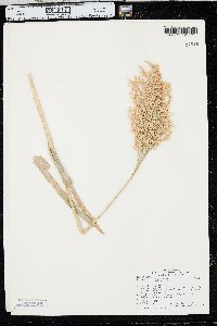 Panicum miliaceum image