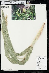 Sorghum bicolor image