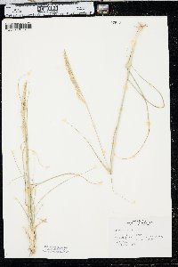 Spartina gracilis image