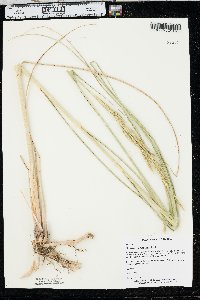 Spartina pectinata image