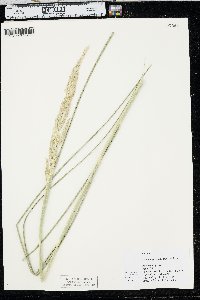 Spartina pectinata image