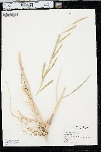 Spartina pectinata image