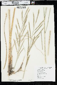 Spartina pectinata image