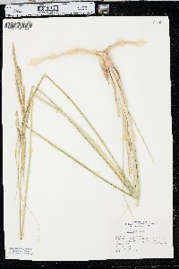 Spartina pectinata image