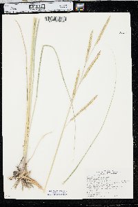 Spartina pectinata image