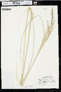 Spartina pectinata image