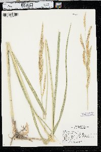 Spartina pectinata image