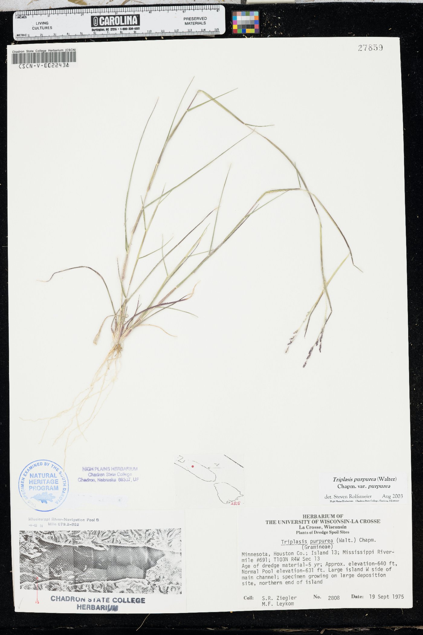 Triplasis purpurea var. purpurea image