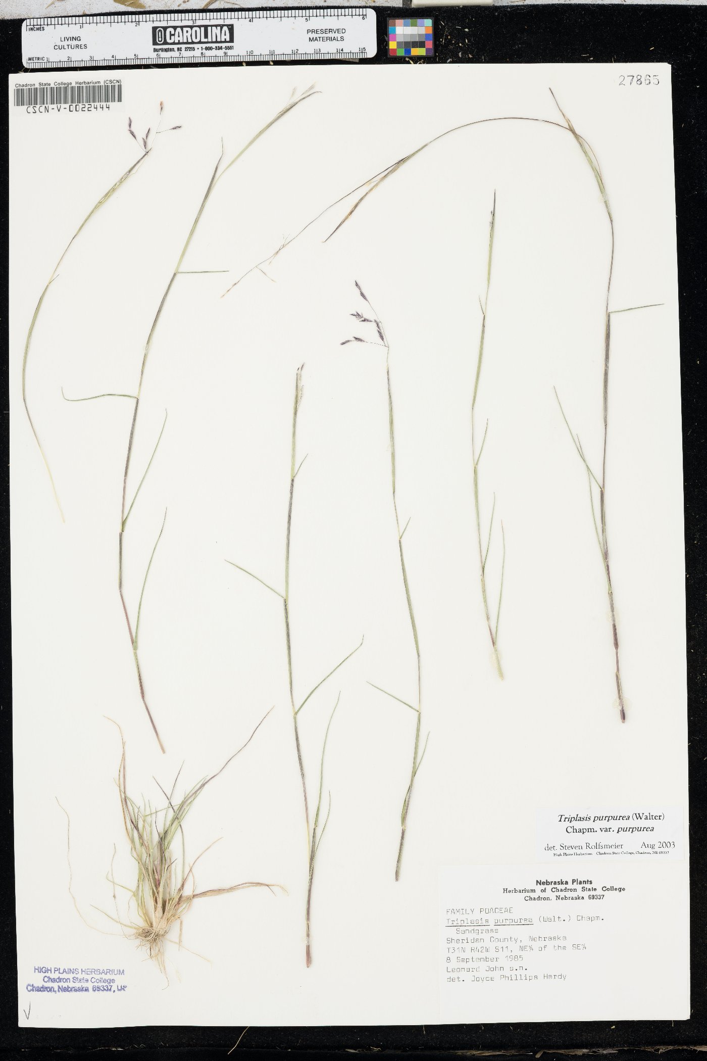 Triplasis purpurea var. purpurea image