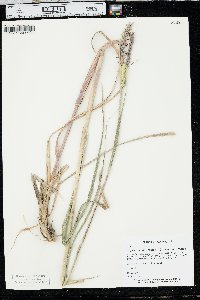 Tripsacum dactyloides var. dactyloides image