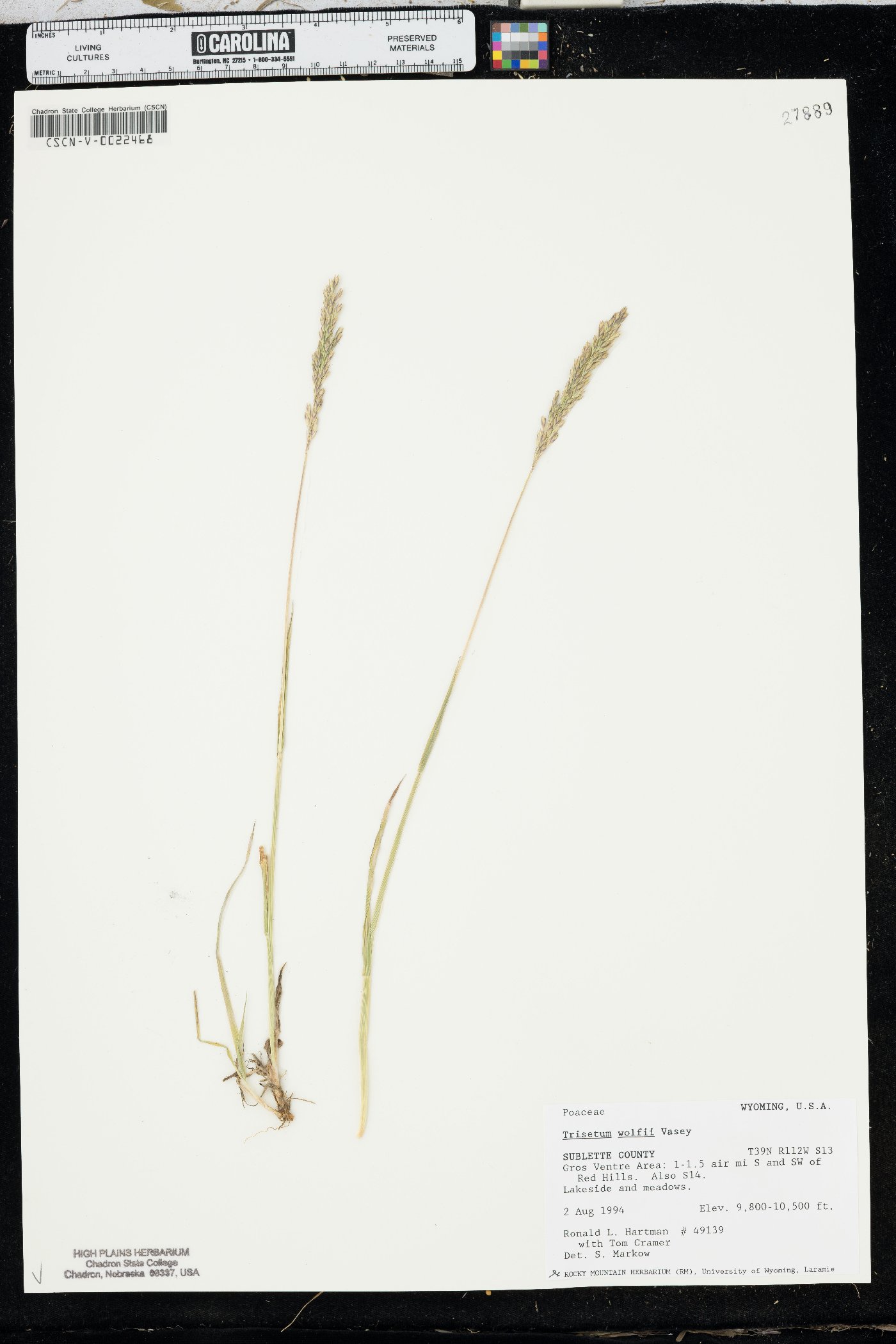 Trisetum wolfii image