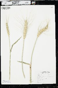 Triticum aestivum image