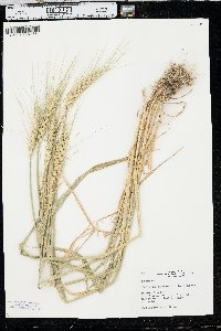 Triticum aestivum image