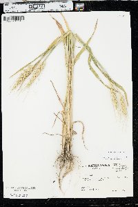 Triticum aestivum image