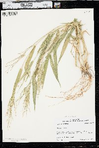 Urochloa ramosa image