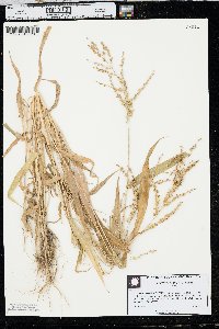 Urochloa ramosa image