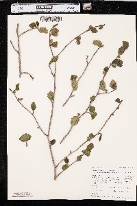 Alnus incana subsp. tenuifolia image