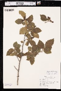 Alnus incana subsp. tenuifolia image