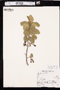 Alnus incana subsp. tenuifolia image