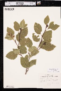 Alnus viridis var. sinuata image