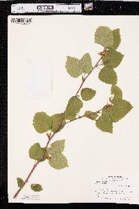 Betula papyrifera image