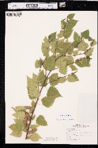 Betula pendula image