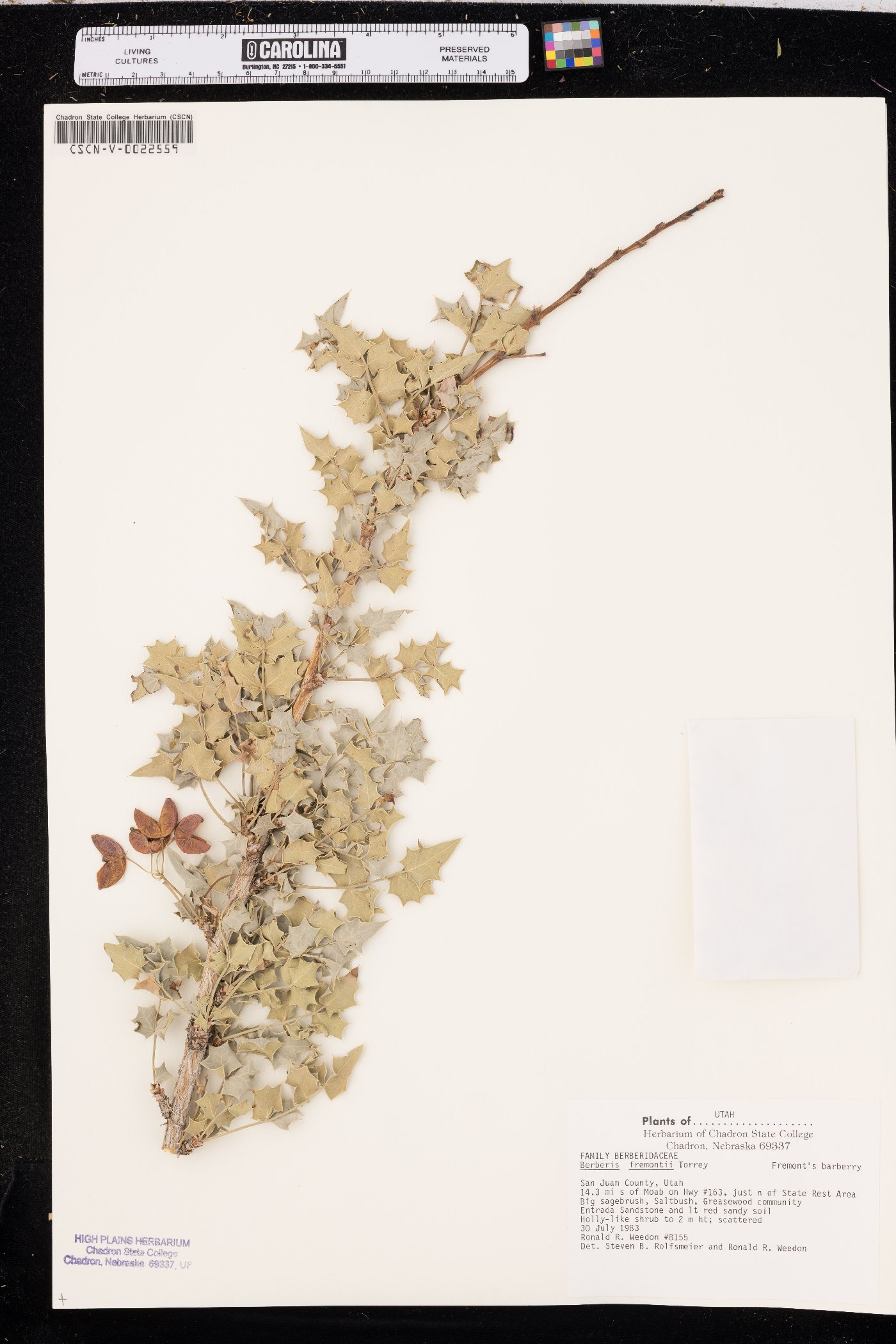 Alloberberis fremontii image